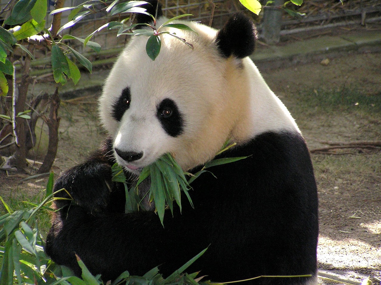 Qu’est-ce que Panda, Pingouin et Hummingbird ?